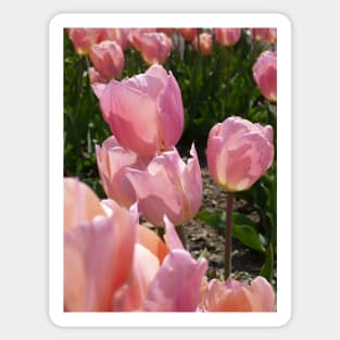 Pink Tulips Sticker